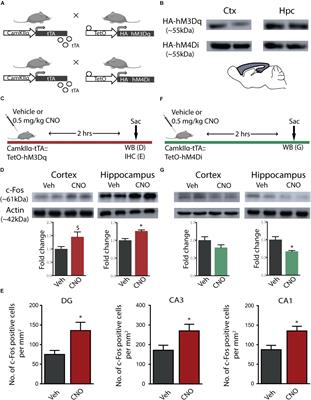 Acute Chemogenetic Activation of CamKIIα-Positive Forebrain Excitatory Neurons Regulates Anxiety-Like Behaviour in Mice